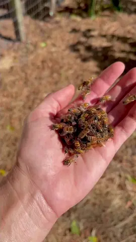 This is how honeybees kill a queen bee. #savethebees #savethequeen #beetok 