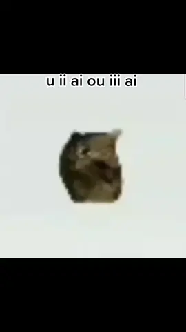 oiia/uiiaiouiiiai🐈 #cat #oiia #meme #song 
