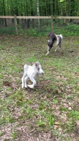 Silver bullet! She’s so fast! 🦄 #horse #minihorse #blessed 