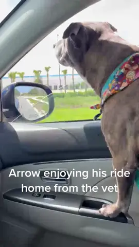 We got some bad news at the vet today. Arrow hasnt been feeling well or avting like himself the past couple days. Turns out he has a lot of fluid around his lungs & he has testicular cancer. When adopting senior dogs, we know these things will happen, but it still hurts all the same. We shall spoil him rotten for as long as possible & enjoy every good moment. If you would like to make a donation, please send it to @HSSLC as they have been taking care of his medical needs. 💙LINK IN BIO💙.           #dogs #dogsoftiktok #seniordogs #seniorsogsoftiktok #doggos #rescuedog #dogrescue #adoptdontshop #seniordogsneedlovetoo #seniordoglife #olddogs 