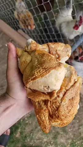Cannibal chickens😱 🐔 #foryoupage #chicken #chickenrecipe 