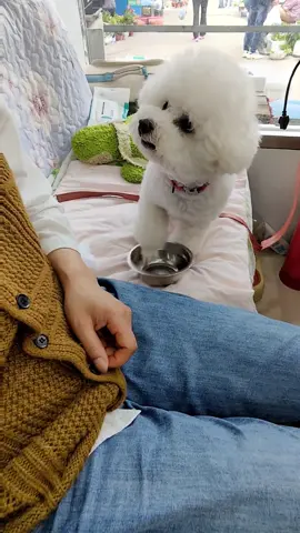 Wangwang: I'm hungry. Hurry up and have dinner. Look at this empty one.#pet#dogs#funny#fyp#familycats#dogslife