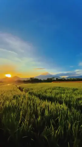 indahnya negeri ini 🌤️ #pesonaalamindonesia #negeriku #pemandangan #sawah #matahariterbit #pencintaalam #indahnyaalam #langit #penikmatalam #NatureCinematic #NatureHealingVibes #VideoEstetik #Sinematik #BeautifulDays #CinematicNature #CinematicAlam #pemandanganalam #awan #nature #awanindah #sawah 