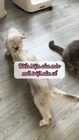 Biểu hiện sau khi mèo đi triệt sản về ngày đầu #catsoftiktok #vairal #xuhuongtiktok #catlover #Luomwcat #fypシ #dailyvlog #vacaiket #chamsocmeo #couple #trietsanmeo #vtvcab 
