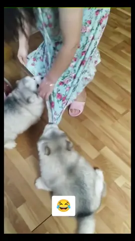 chị tính trốn tụi em đi chơi hả ??? 😂😂😂 #😄😄😄 #❤️❤️❤️ #dogsoftiktok #cutedog #dog #fyp #funnyvideos #trend #videoviral #xuhuong 