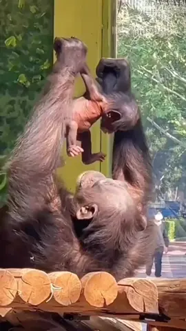 Momma chimpanzee loves her baby