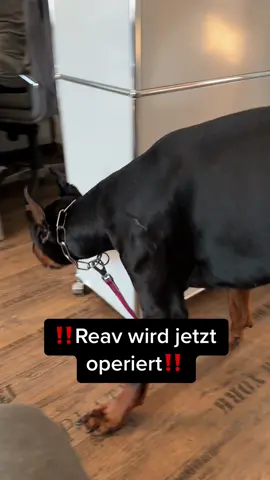 #hunde #hundevideos #foryou #doberman 