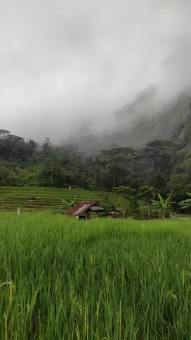 halimun di pucuk gunung 🥶