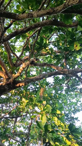 Unusual tree in the Philippines #tree #forest #jungle #pilipinas #philippines #beautifulplace #BeautifulNature #NatureVideography #travel  #beautifulplace #naturetrip #fruitnature 
