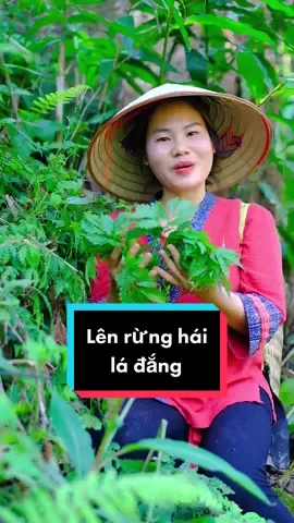 Lên rừng lấy lá đắng #buithikimthoa #kimthoataybac #taybac #LearnOnTikTok 