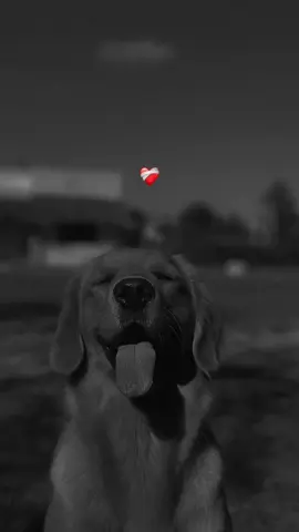 #Stopmotion #parati #perros #goldenretriever #amor #roma 