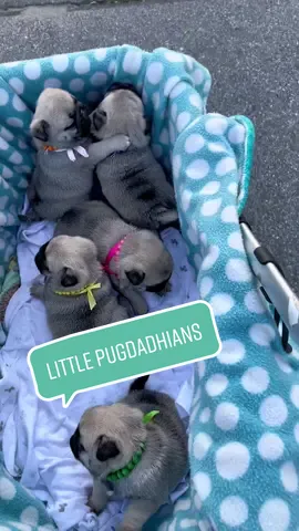 Early morning stroll with the 1-month-old baby pug-tatoes....WOOF!!💗🥔🥔🥔🥔🥔💙 #FutureGardeners #TeamCreamPuff #Pugdashians