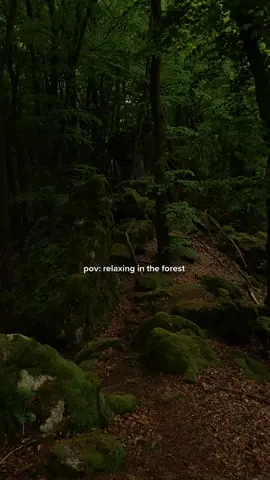 Relaxing to some peaceful bird sounds in the dark forest #birdsounds #forestsounds #darkaesthetic #darknature 