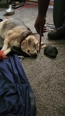 This how you wake a sleeping lazy dog