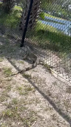Could have been an easy catch, but I let it slide this time. Welcome to Florida! 😂 #Stackz954 #FloridasFavorite #ExoticExpress 