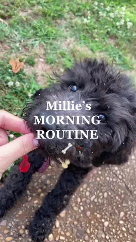 just puppy business 🐾 #puppy #labradoodle #labradoodlepuppy #dog #dogroutine #morningroutine #labradoodlelife 