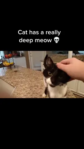 MOW👺👽 #cat #catsoftiktok #deepmeow #real #deep 