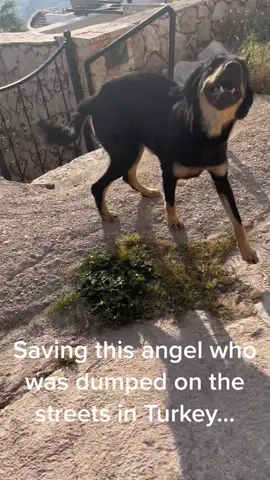 This sweet girl has had a rocky start to life. I dont know where this journey will take us, all i know is that you chose me. You picked the right person my angel.  #dogrescue #animalrescue #adoptdontshop #turkeystreetdog #straydog #dogsoftiktok 