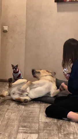 Пес - симулянт 😂