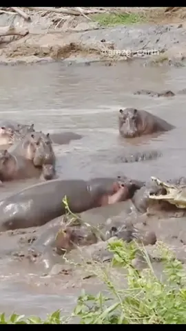 Hippos attack crocodile #fyp #foryou #wildlife #wildanimals #animalsoftiktok #wildanimalsoftiktok #hippos #crocodile 