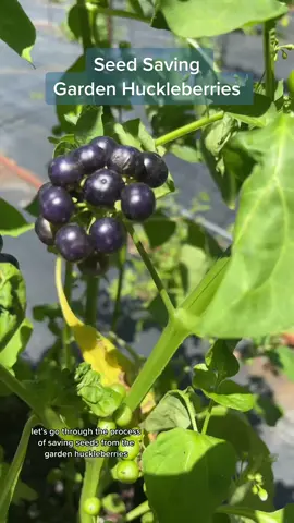 Seed saving in a great skill to have. Here is how to save seeds from your garden huckleberries and lots of other plants so that you get a good germination rate from them! #gardenhuckleberry #seedsaving #gardentok #savingseeds #SmallBusiness #gardening #heirloom 