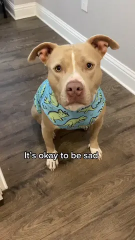 Rawr. #dogs  #dogsoftikok #pitbull 