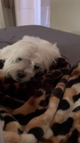 #lovedogs #dogs #dogsofinstagram #dog #instadog #doglover #dogstagram #dogoftheday #puppy #ilovemydog #instagram #pet #Love #pets #of #instagramdogs #doglovers #petstagram #doglife #cute #puppylove #lovepuppies #animals #instapuppy #dogslife #cutedogs #photooftheday #instagood #adorable 