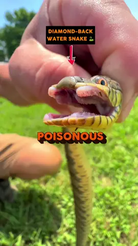 👀We still haven’t covered half the creatures we find in these traps…  #FarmToTable #crawfish #Louisiana #south #crawfishfarming #AnimalFacts #facts 