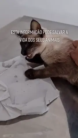 Essa dica  pode SALVAR  a vida do seu animalzinho #gatoenvenenado #gatointoxicado #cuidadocompet #saudedopet #petenvenenado #veterinario #gatinhos