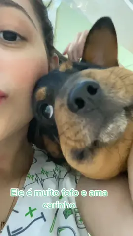 Ele já está bem melhor 🥹🙏🏻❤️ #veterinaria #clinica #24h #dog #abelha #picada #pet 