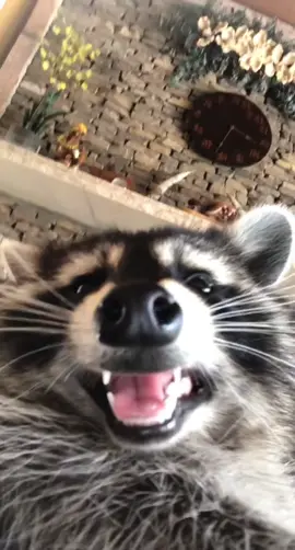 You said we were going for a walk not a run… #trashpanda #animals #fyp #raccoon