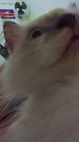 my kiddos mad ugly but cute 😭 #fyp #catsoftiktok #kucingoren 