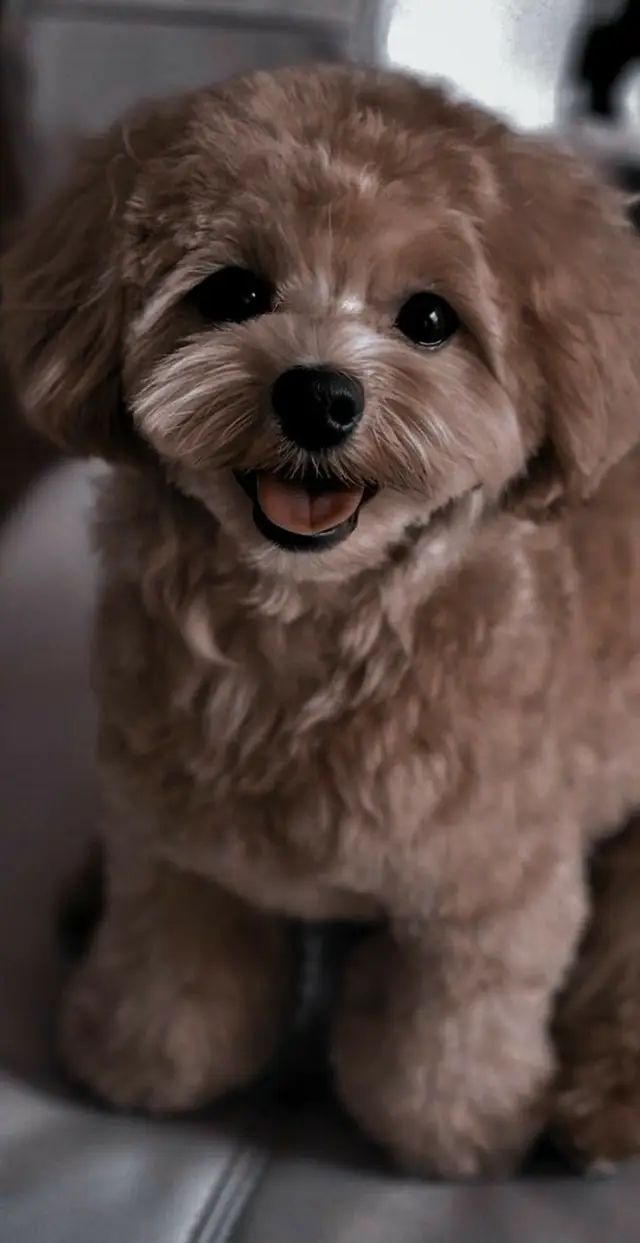 26 ảnh cún#chócute #hinhnendep #chỉnhảnh #pinterest 