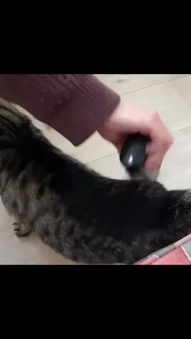 cool groomi tool #groomitool #groomi #uk #uktiktok #catsoftiktok #goodthing #cat #pet 