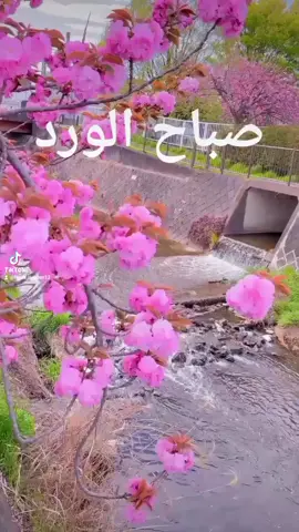 #صباح #صباح_الخير #صباحكم_أحلى_صباح #صباحكم_معطر_بذكر_الله صباح الخير