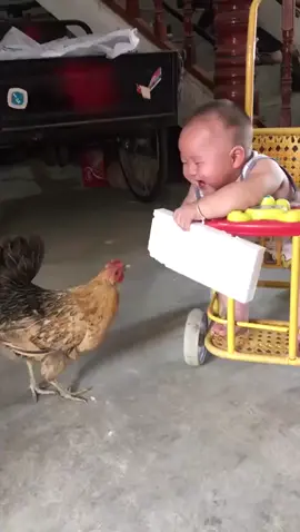 Alahai Ayam pon pandai ngagah baby🤭🤭🤭#tiktokmalaysia  #lucu #videolucu #videobinatanglucu #kumpulanvideolucu #videolucutiktok #content #infotiktok #babyviralditiktok #funnymemetiktok #fun 