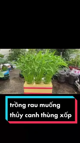 trồng rau muống thủy canh tĩnh bằng thùng xốp tại nhà, đơn giản, dễ thực hiện, cải thiện bữa cơm gia đình #rausach  #phanbonhuuco  #xuhuong 