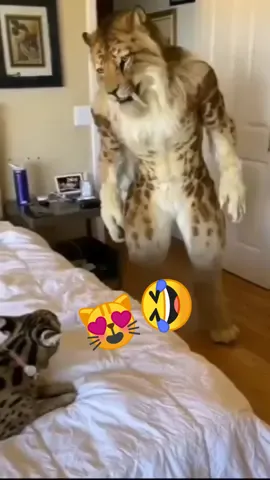Funny animal stories 🤭😆 Enjoy watching 😌🤗🥰❤️ #fun #cats #funny #dog #cats #catsoftiktok #dogsoftiktok #capcut #meme #greenscreen #fyp #storytime #funnyvideo #animals #🤣🤣 #😆 #🤣🤣🤣 #🥰 #❤️❤️ #❤️ 