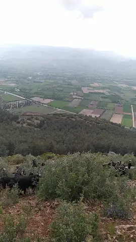 #تركيا🇹🇷اسطنبول سوريا#فلسطين🇵🇸الاردن🇯🇴سوريا🇸🇾العراق🇮🇶لبنان🇱🇧 