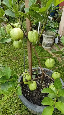 Nanam jambu kristal hanya dalam pot bisa berbuah lebat... #buah #fruit #tabulampot #jambu #panen #garden #fypシ #masukberanda #TikTokPromote 