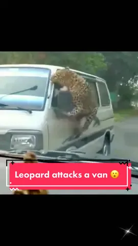 Leopard attacks a van 😮  (Credit: @quinhan111) #wildlife #nature #travel #wildanimals #wilderness #wildlifephotography #leopard #leopardattack 