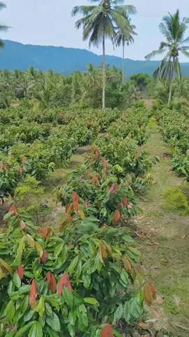 petani kakaw mudaa🔥🔥🔥#sulawesipride🏝️🔥 #petanimakmur #coklatkakao #TikTokPromote #buahcoklat #fypシ゚viral @Andika putrA @Ni Gusti Made Yuniarsih 