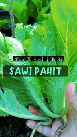 Lama ngga update vt,  Beberapa hari yg lalu panen sawi pahit,  kalau temen-temen biasa dimasak  apa?  #sawipahit  #sawilobor  #panendarirumah  #healinggarden 