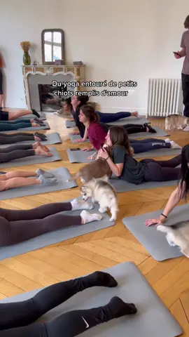 Perso, on meurt d'amour !! 🥹🫶🏼 #puppyyoga #puppyyogaparis #activiteparis #puppylove #huskylife 
