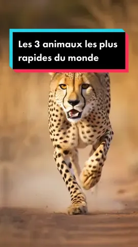 #rapide #predateur #animaux #vitesse 