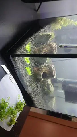 Assim que chegou a planta carpete Callitriche, que vamos usar no cubo, já fiz o plantio dela. #aqarismo #aquarios #camaroes #aquarium #aquascape #aquascaping #aquario #aquascaper 