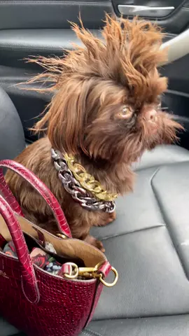 Dont swagger in like king kong aint got sh@t on you #shihtzusoftiktok #imperialshihtzu #branstonwehavearrived #peptalkbranston #peptalktoyourdog #funny #funnyvideos #DogsOfTikTok #branstonandpickle 