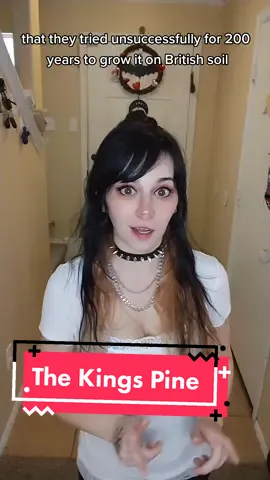 Replying to @fallen_immortal as promised, The History of Pineapple #askandyoushallrecieve #pineapple #History #funfacts #royal #fyp #foryou #alt #daycollar #nextup1mil #fypシ 