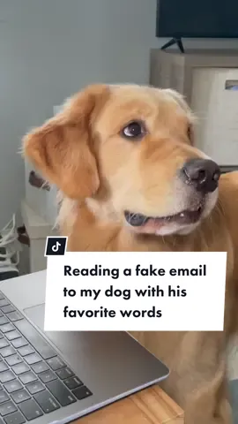 His reactions 😂😭 #goldenretriever #mydogreacts #funnydogvideos  IB @Hendrix but call me Henny 