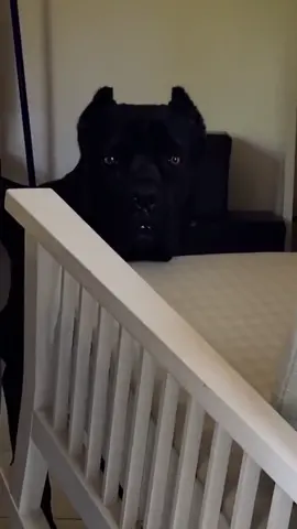 Mama & papa Narcos #___narcos___ #canecorso 